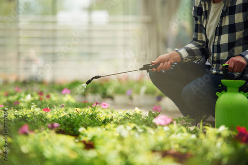 Watering the plants. Florist man working in garden center. Successful employee is in a bright greenhouse © standret