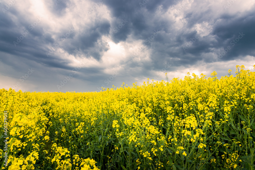 Canola field with dark clouds in spring Canola field with dark clouds in spring