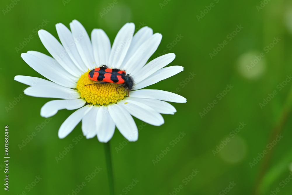 Ein Zottiger Bienenkäfer auf einer blühenden Wiesenmargerite. Der Zottige Bienenkäfer ist auf der Roten Liste der gefährdeten Insekten.