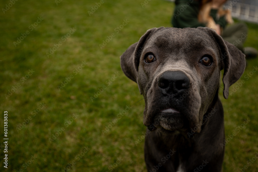 A brown labrador stands on the grass and looks into the camera. Outdoor photo of a Labrador standing on the grass in the park.
