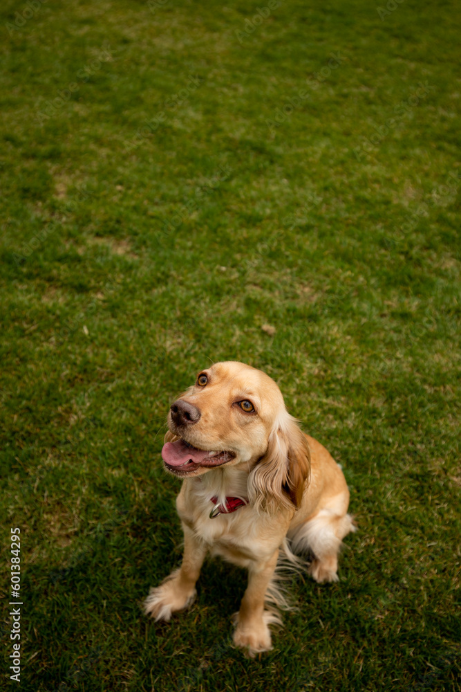 Cocker spaniel with a red collar sits outdoors on the grass. The Cocker spaniel sits on the creature and looks up somewhere. Cocker spaniel with a red collar sits outdoors on the grass. The Cocker spaniel sits on the creature and looks up somewhere.