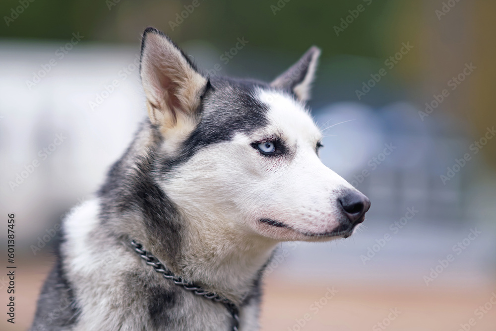 The portrait of a serious grey and white Siberian Husky dog with blue eyes wearing a chain collar posing outdoors in autumn