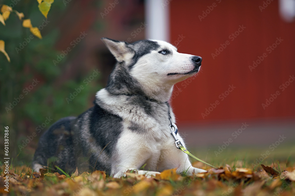 Serious grey and white Siberian Husky dog with blue eyes wearing a chain collar posing outdoors lying down on fallen maple leaves in autumn