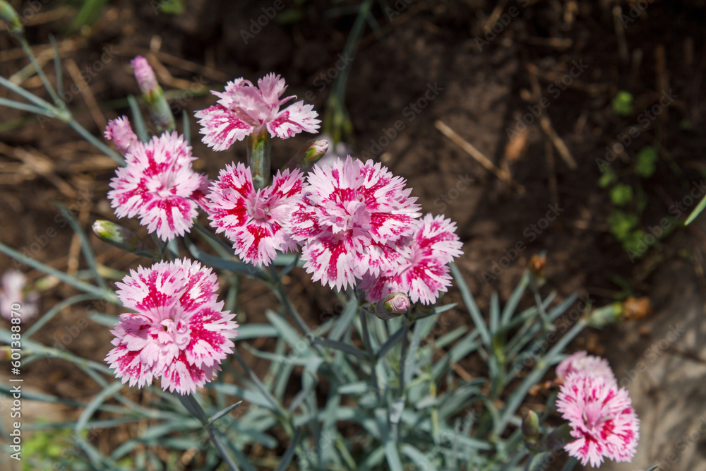 Obraz premium Pink clove flowers in a ground on the garden bed.