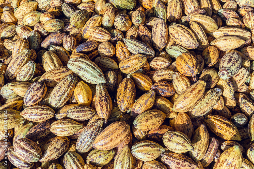 Ripe yellow cacao pods background, Top view of cocoa pods organic chocolate farm Ripe yellow cacao pods background, Top view of cocoa pods organic chocolate farm
