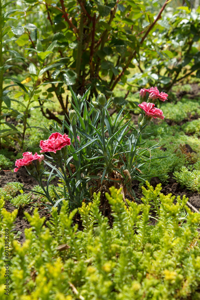 Obraz premium Red cloves in a ground on the garden bed.