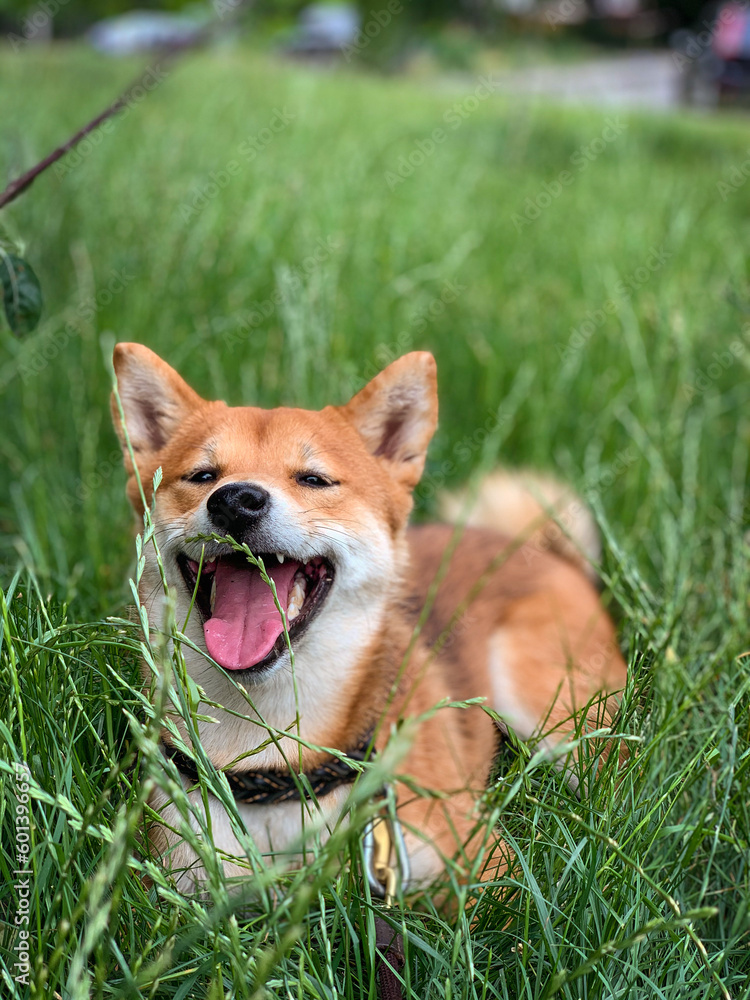 Shiba inu dog lies in green grass and smiles. Beautiful fluffy dog 