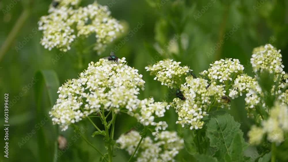 Flowers and insects. Spring day. Bee gathering pollen Flowers and insects. Spring day. Bee gathering pollen