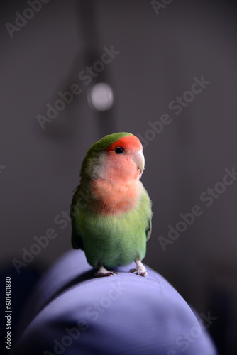 Beautiful young green lovebird posing for photo