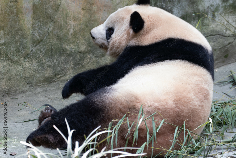 Fototapeta premium Close up a cute female panda, Mei Lan, aka Rou Rou