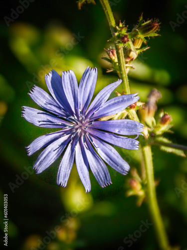 chicory flower on a summer meadow