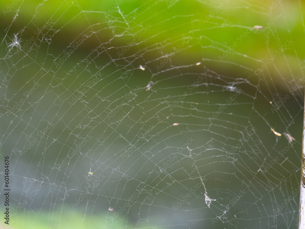 spider on web spider on web