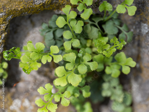 Wall-Rue Asplenium ruta-muraria