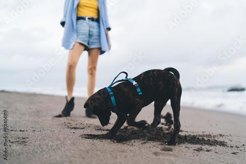 Happy dog digging on sandy beach near owner