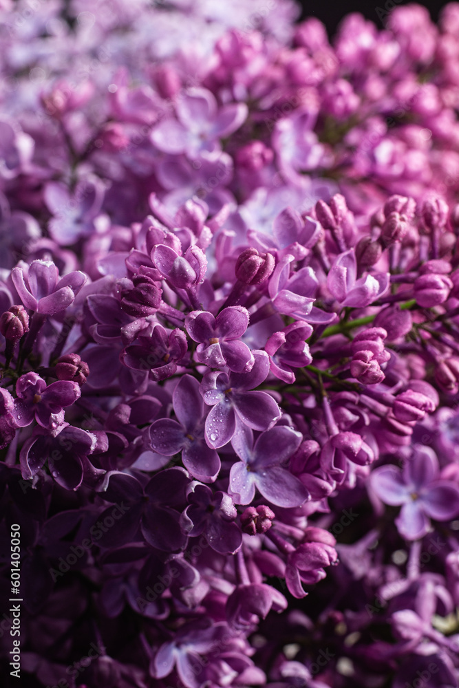 Beautiful bouquet of lilacs of different varieties close-up Beautiful bouquet of lilacs of different varieties close-up