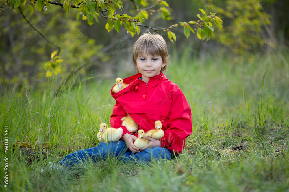 Beautiful preschool boy, playing with little ducks in the park