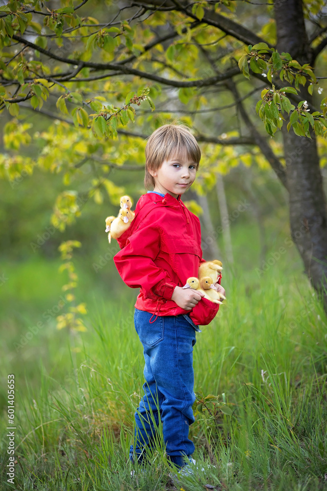 Beautiful preschool boy, playing with little ducks in the park Beautiful preschool boy, playing with little ducks in the park