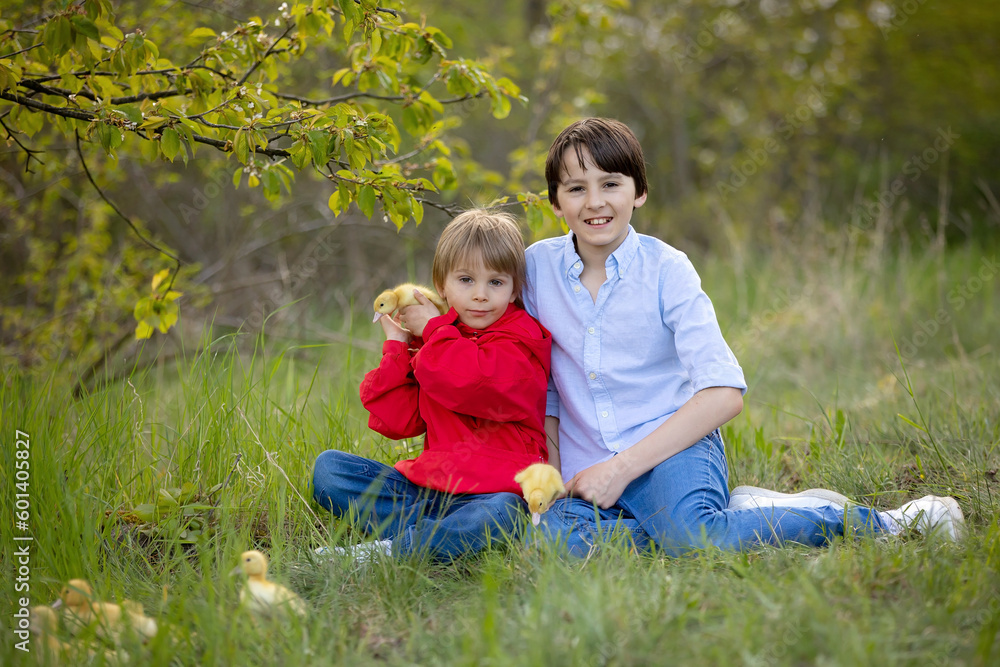 Beautiful preschool boy, playing with little ducks in the park