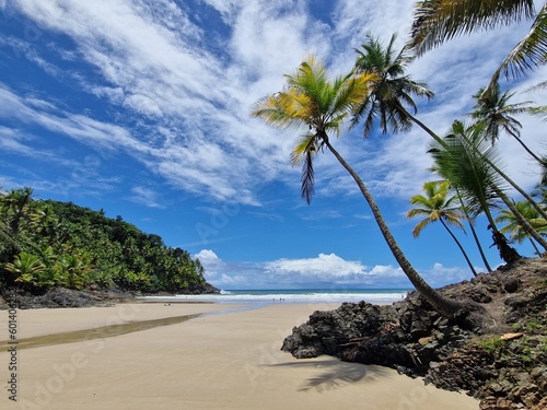 palm trees on the beach near Itacar    Brazil