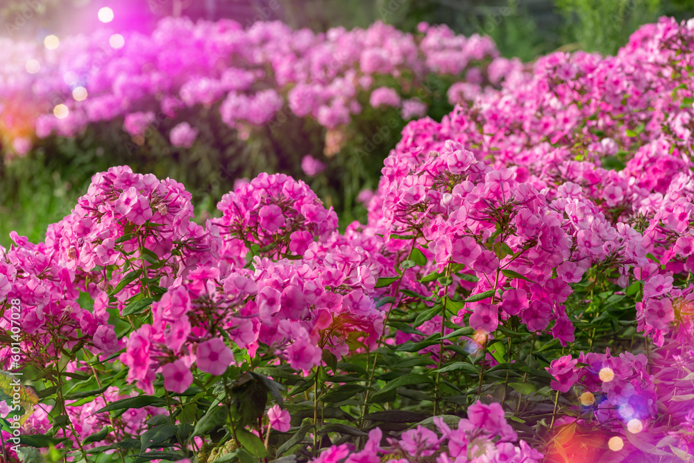 Floral background with phlox flower for wallpaper or design of summer and spring calendar or postcard Floral background with phlox flower for wallpaper or design of summer and spring calendar or postcard