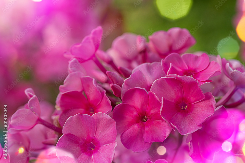 Fototapeta premium Floral background with phlox flower for wallpaper or design of summer and spring calendar or postcard