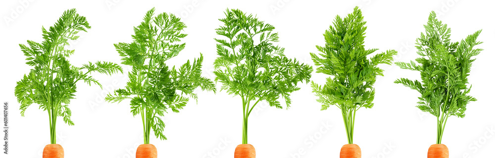 Obraz na płótnie carrot top, halm, leaves, isolated on white background, full depth of field w salonie