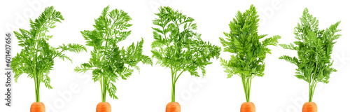 carrot top, halm, leaves, isolated on white background, full depth of field