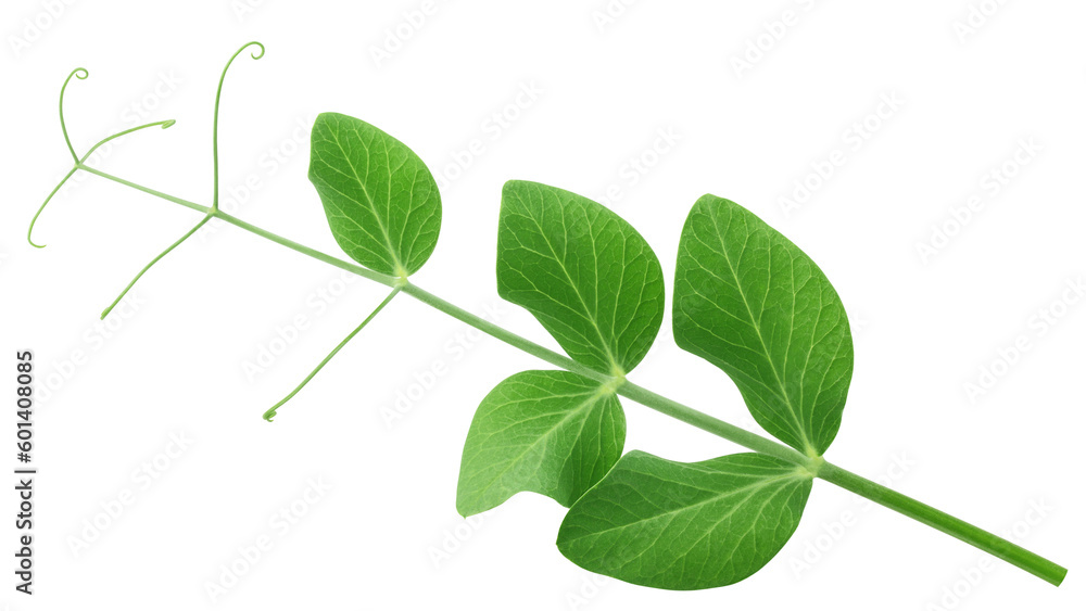 Pea leaf, isolated on white background, full depth of field Pea leaf, isolated on white background, full depth of field