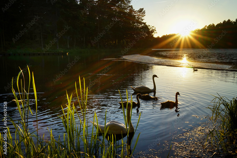 Wild swans on the lake in the glow of the setting sun