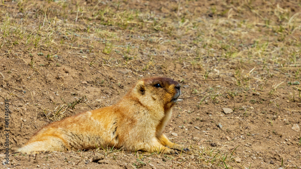 Mongolia / Wildlife / Marmota Sibirica Mongolia / Wildlife / Marmota Sibirica