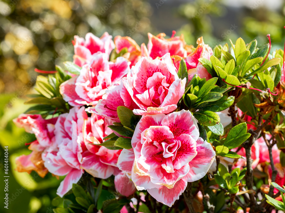 selective focus of azalea flowers in a garden with blurred background selective focus of azalea flowers in a garden with blurred background