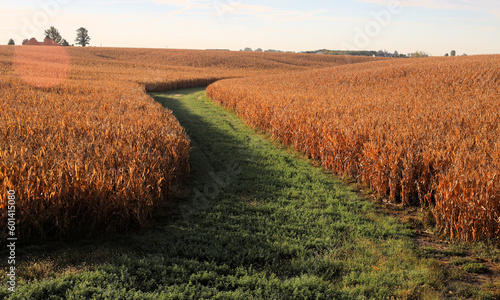 Harvest colors of the corn fields in Iowa