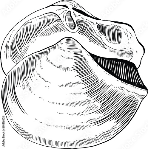 Hand drawn illustration of a seashell in black and white, summer tropical vector image for clothing, home decor, cards and templates, scrap booking, post cards, frames.