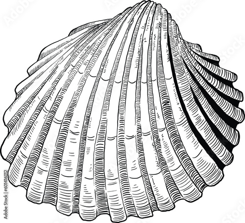 Hand drawn illustration of a seashell in black and white, summer tropical vector image for clothing, home decor, cards and templates, scrap booking, post cards, frames.