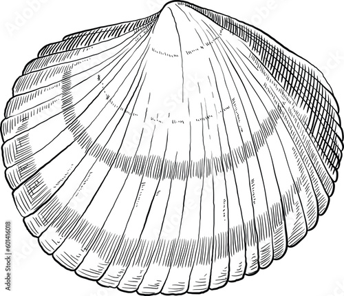 Hand drawn illustration of a seashell in black and white, summer tropical vector image for clothing, home decor, cards and templates, scrap booking, post cards, frames.