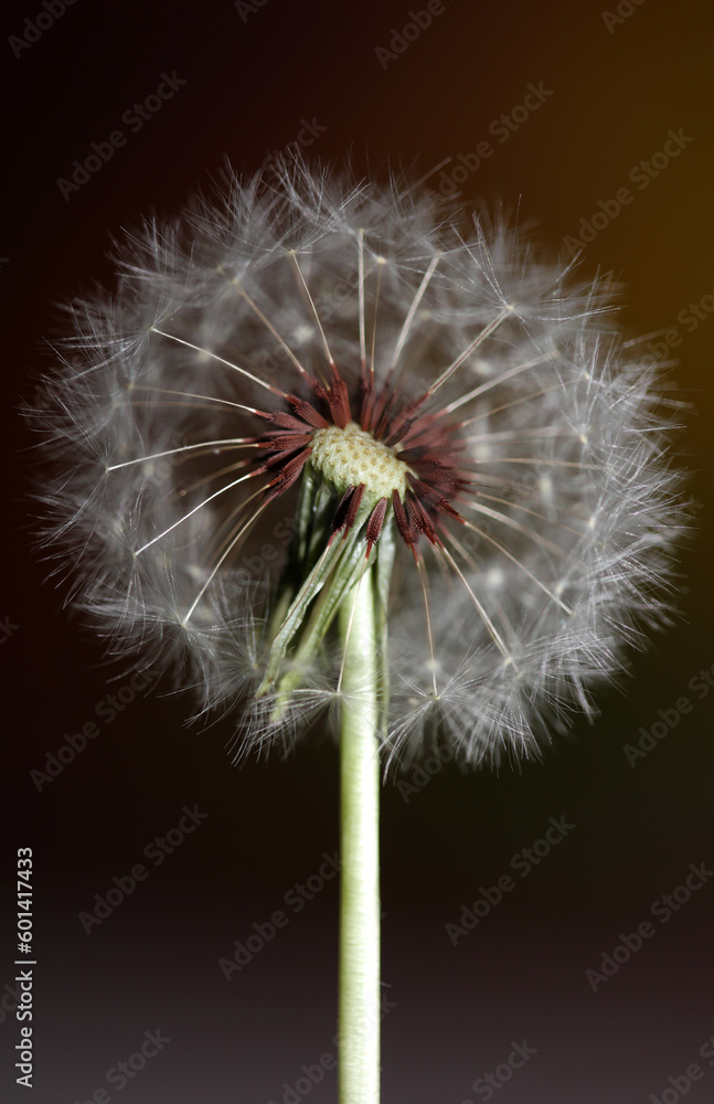 Fototapeta premium Wild flower blossoming close up taraxacum officinale dandelion blow ball asteraceae family botanical background high quality instant stock photography prints