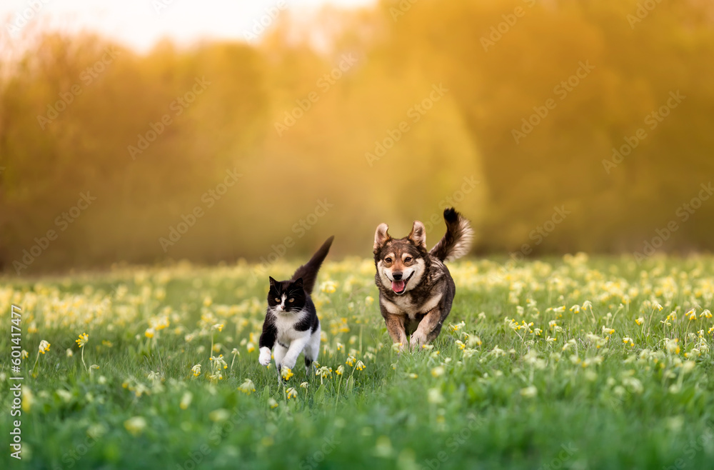 a cat and a dog run merrily through the grass with flowers in a sunny spring meadow a cat and a dog run merrily through the grass with flowers in a sunny spring meadow