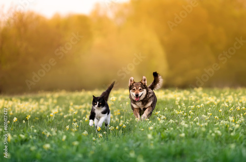 a cat and a dog run merrily through the grass with flowers in a sunny spring meadow