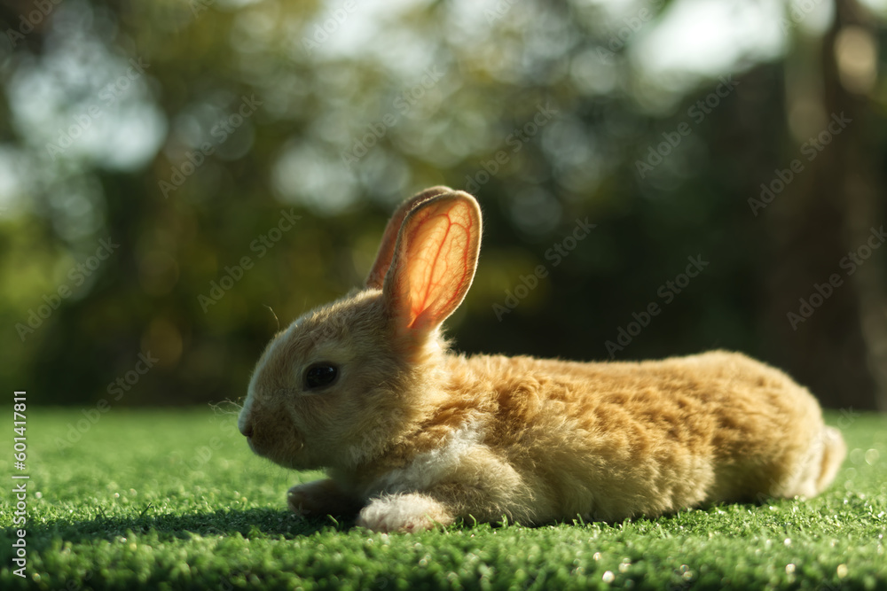 Fototapeta premium Cute little orange rabbit on green grass with natural bokeh background in morning