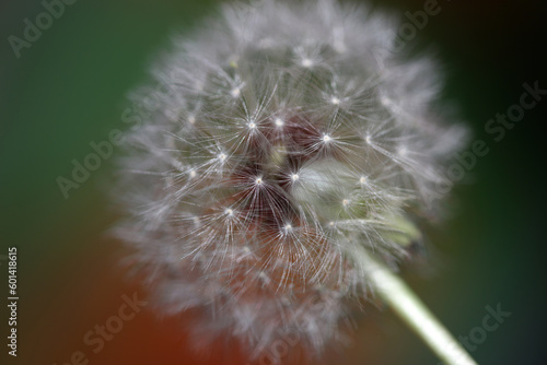 Wild flower blossoming close up taraxacum officinale dandelion blow ball asteraceae family botanical background high quality instant stock photography prints