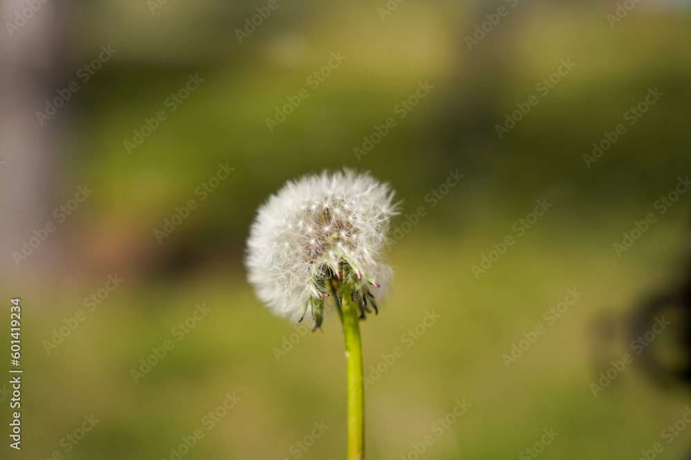 girl blowing dandelion close up