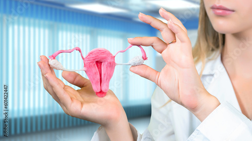 Uterus and ovaries. Woman gynecologist cropped. Female genital organ. Model of uterus in hands of girl. Study of female sexual function. Health uterus and ovaries. Study of women's diseases concept photo