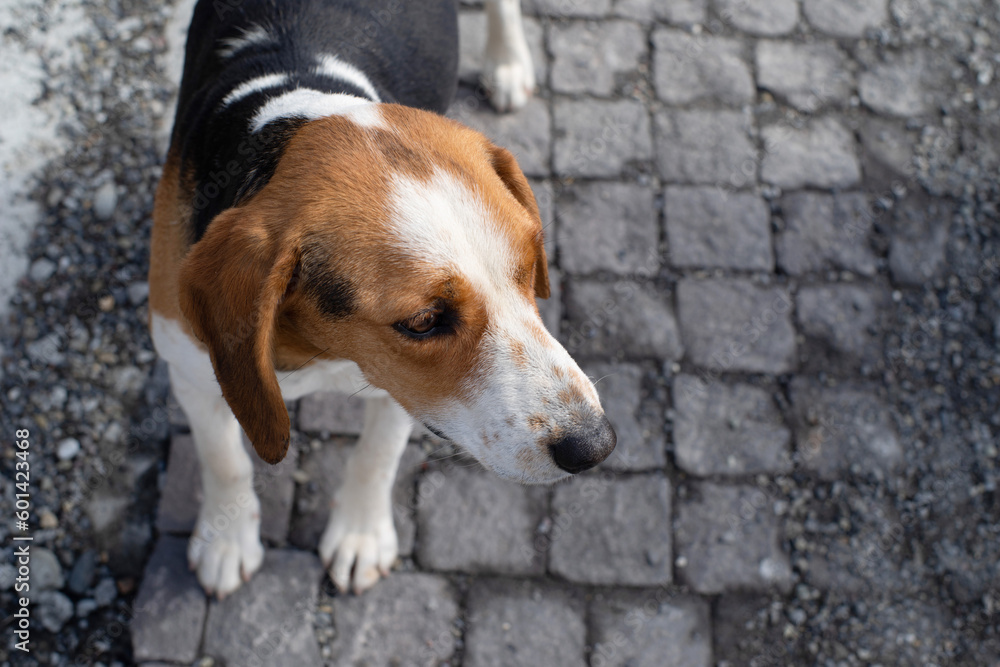 Portet lonely thoroughbred beagle dog in close-up. Homeless street animals. 