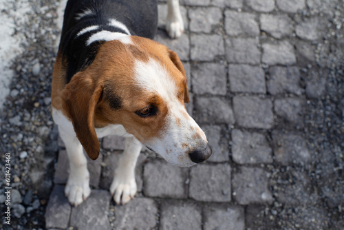 Portet lonely thoroughbred beagle dog in close-up. Homeless street animals.  © isavira