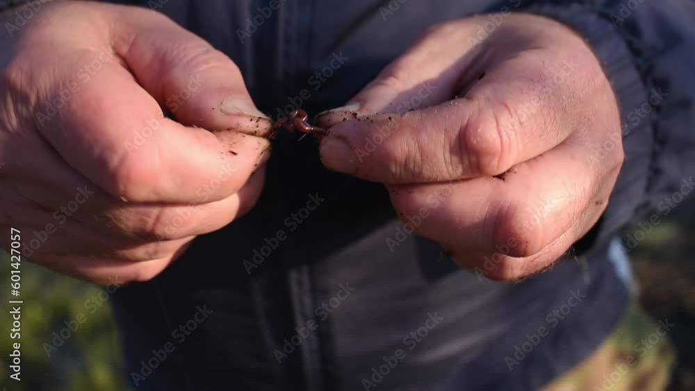 A fisherman puts a worm on a fishing hook A fisherman puts a worm on a fishing hook