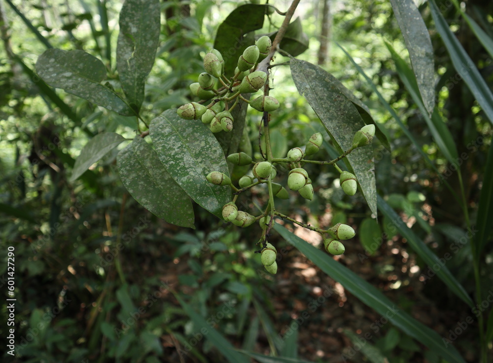 Close up of a green fruit cluster of a Marking nut tree Close up of a green fruit cluster of a Marking nut tree