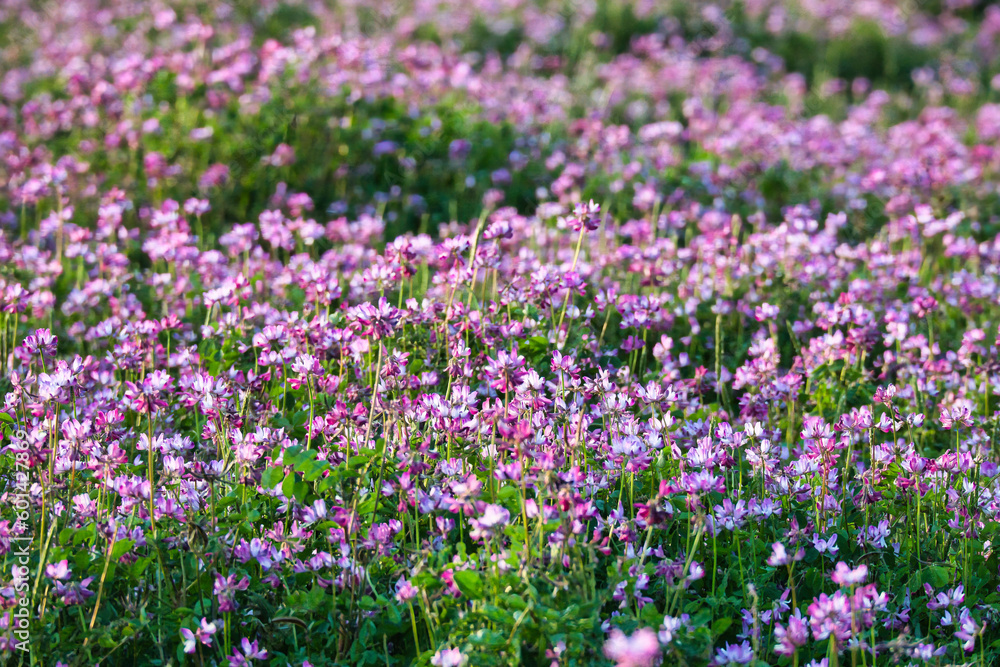 可愛いピンク色が満開のれんげ畑