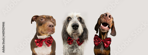 Fototapeta Naklejka Na Ścianę i Meble -  Banner christmas or valentine's day pets. Mixed breed Staffordshire, vozsla and blue Gaascony Griffon dog wearing a sequin red bow-tie. Isolated on white gray background