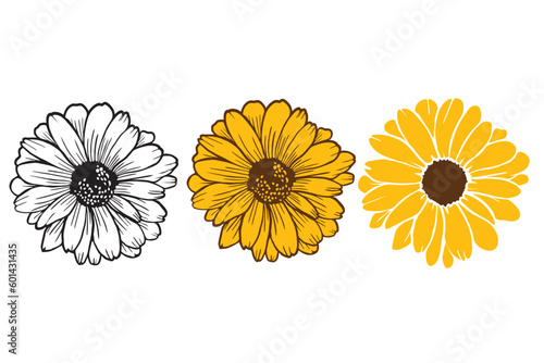 Sunflower vector illustration. Hand drawing  floral doodles. Modern botanical art for cards, invitations and product design.