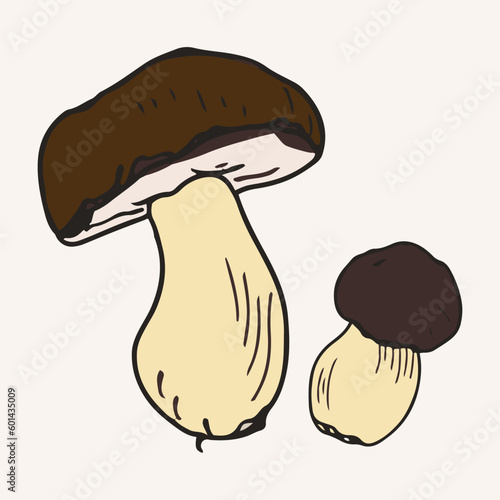 Porcini mushrooms vector illustration. Hand drawn art of edible mushrooms.